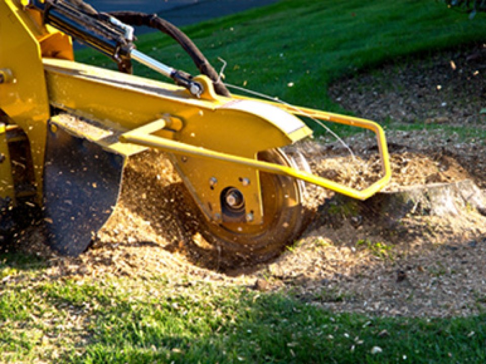 Stump Grinding