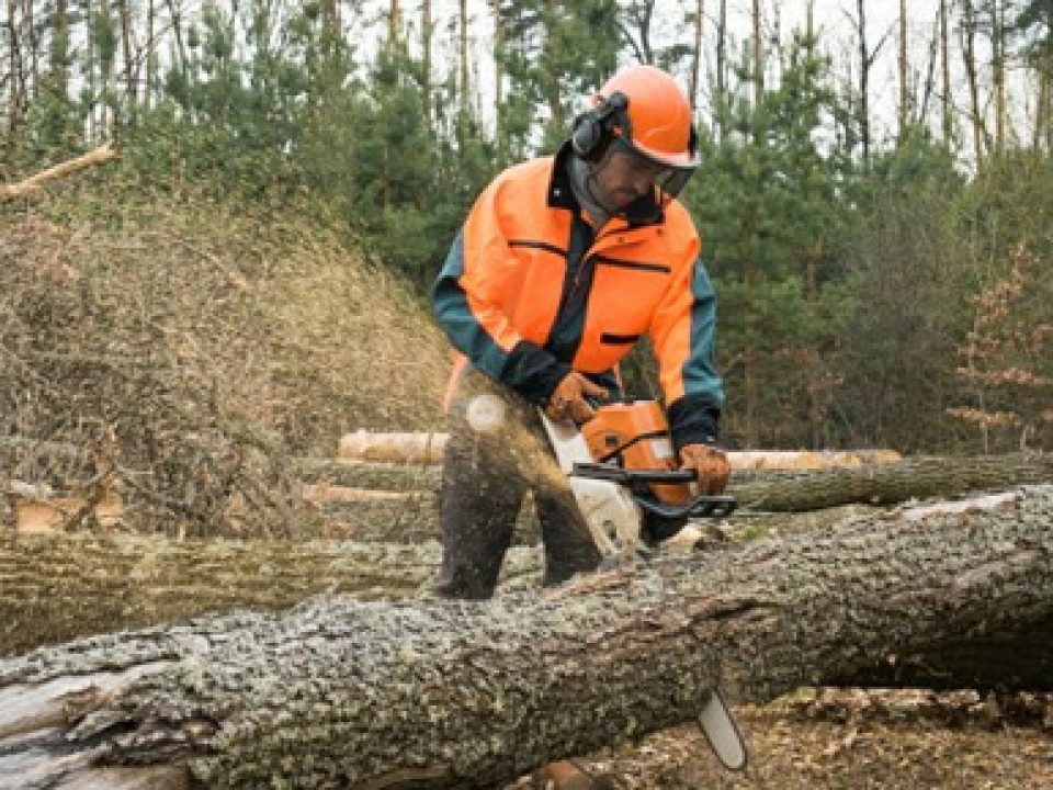 Tree Removal