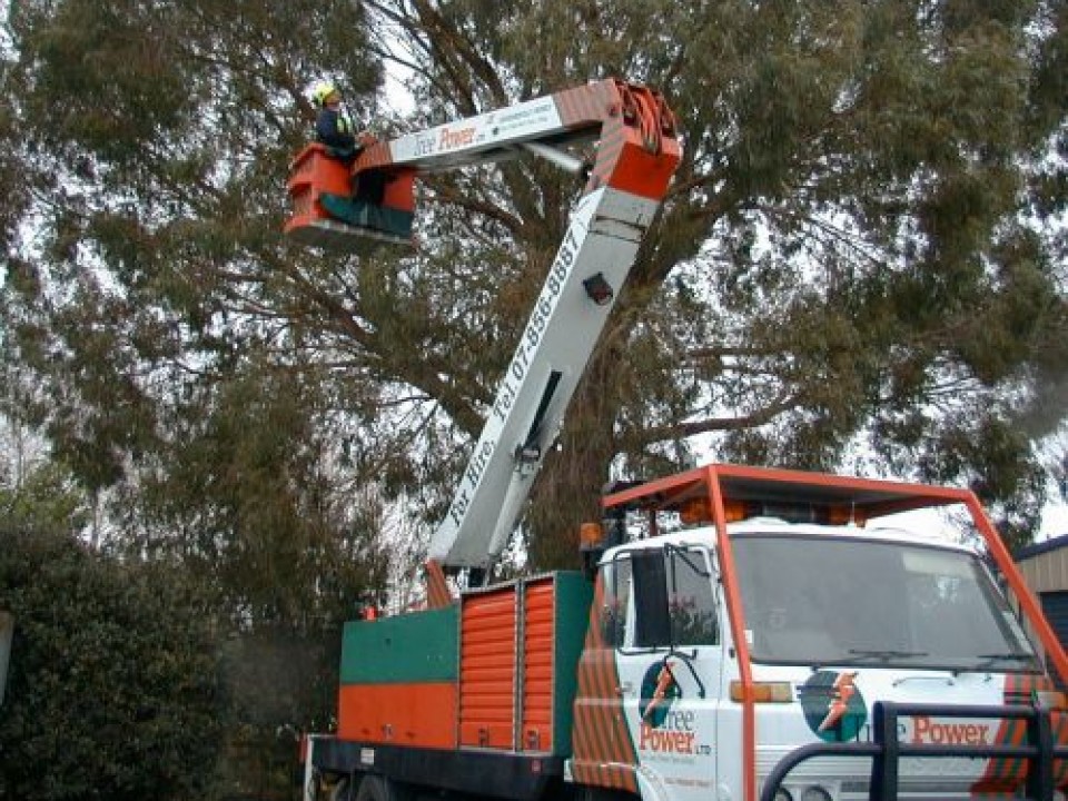 Tree_work___this_week_003-9-500-400-80-c