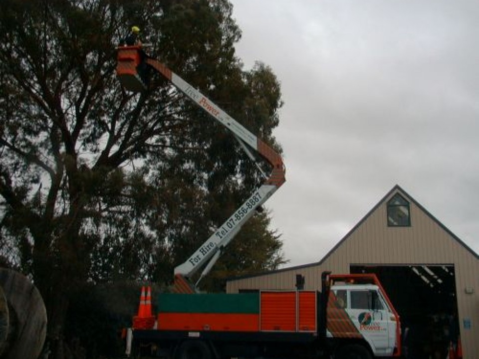 Tree_work___this_week_005-10-500-400-80-c