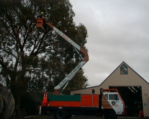 Tree_work___this_week_005-10-500-400-80-c