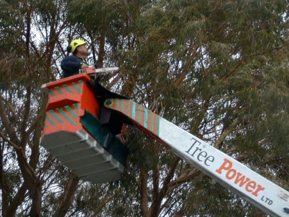 Tree_work___this_week_008-11-500-400-80-c